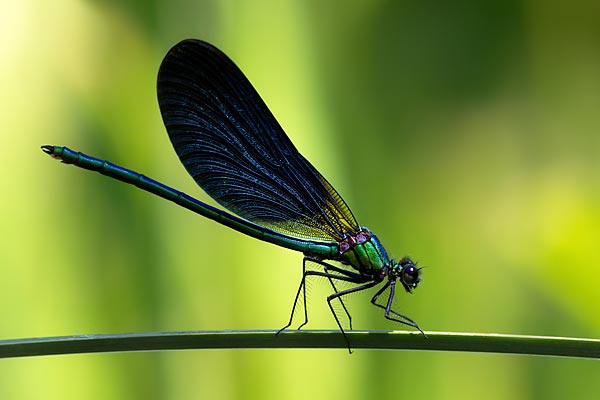 Photographe de nature à Grenoble