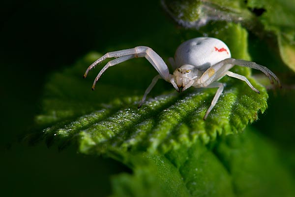 Photographe de nature à Grenoble