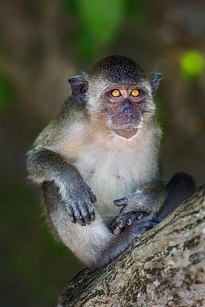 Photographe animalier